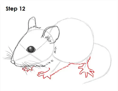 Mouse Drawing 12 Draw Mouse 12