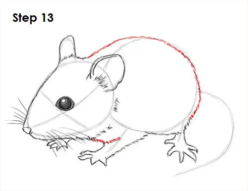 Mouse Drawing 13 Draw Mouse 13