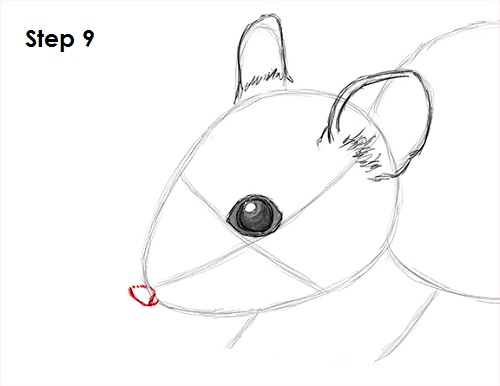 Mouse Drawing 9 Draw Mouse 9
