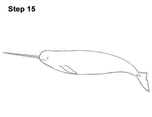 draw narwhal 15