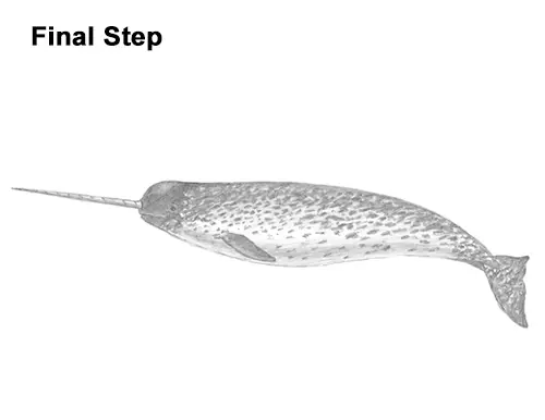 draw narwhal last