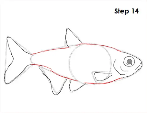 Neon Tetra Drawing 14 Draw Neon Tetra Fish 14