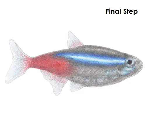 How to Draw a Neon Tetra Fish