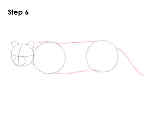 Ocelot Cat 6 Draw Ocelot 6