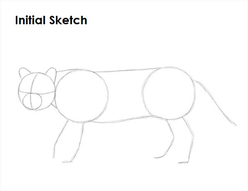 Ocelot Cat Sketch Draw Ocelot Sketch