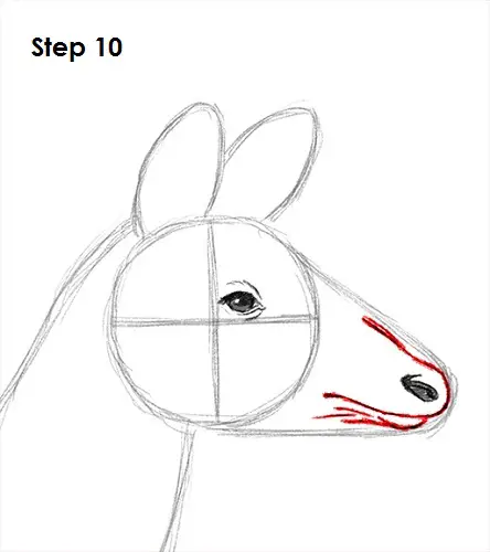 Okapi 10 Draw Okapi 10