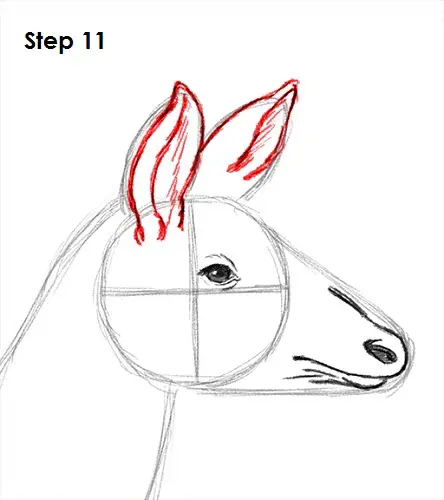 Okapi 11 Draw Okapi 11