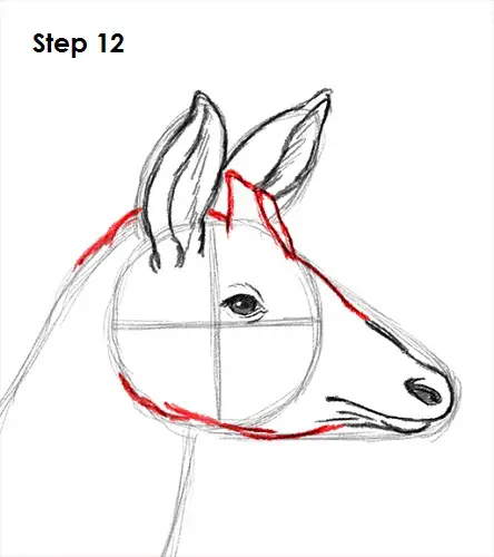 Okapi 12 Draw Okapi 12