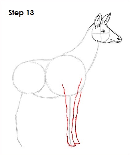 Okapi 13 Draw Okapi 13