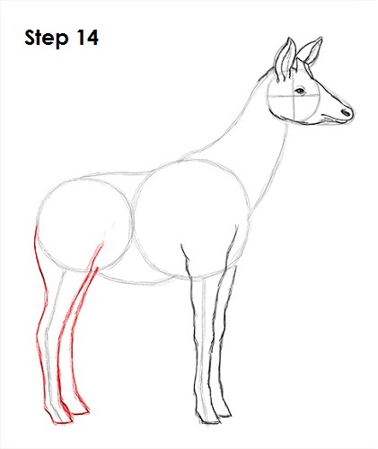 Okapi 14 Draw Okapi 14