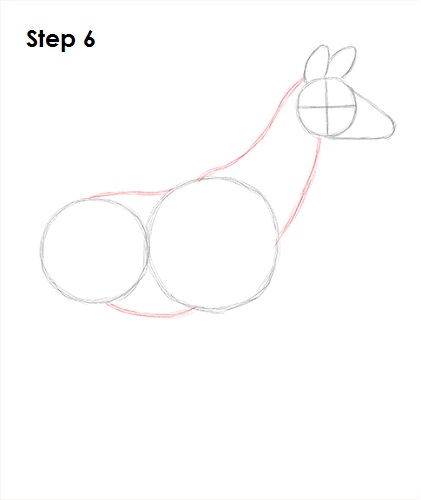 Okapi 6 Draw Okapi 6