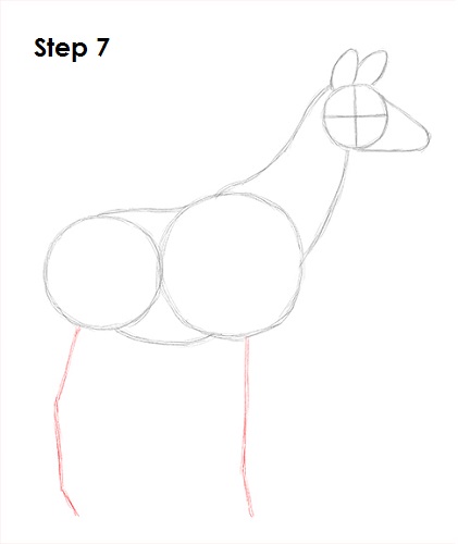 Okapi 7 Draw Okapi 7