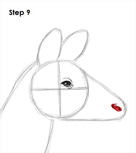 Okapi 9 Draw Okapi 9