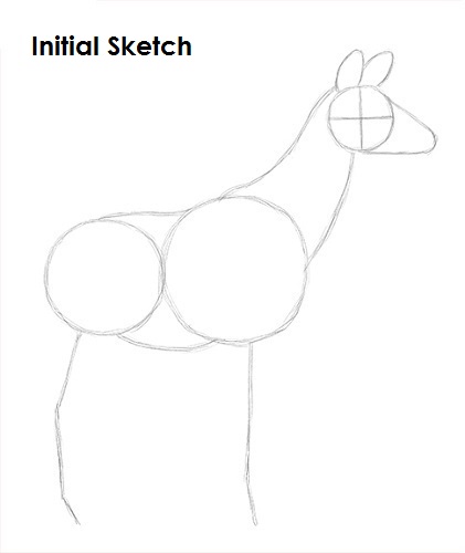 Okapi Sketch Draw Okapi Sketch