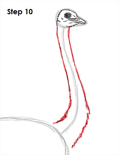 Ostrich Drawing 10 Draw Ostrich 10