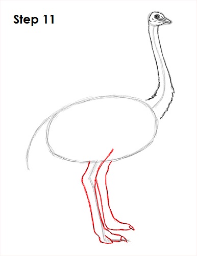 Ostrich Drawing 11 Draw Ostrich 11