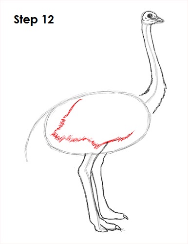 Ostrich Drawing 12 Draw Ostrich 12