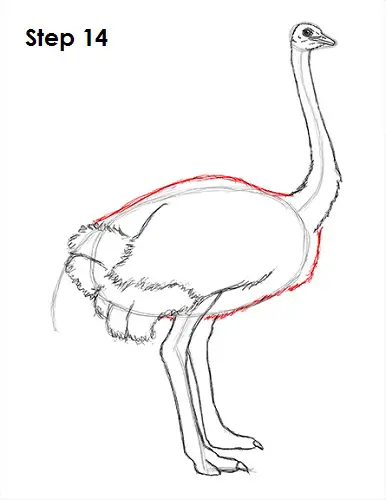 Ostrich Drawing 14 Draw Ostrich 14