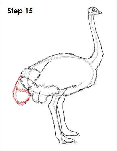 Ostrich Drawing 15 Draw Ostrich 15