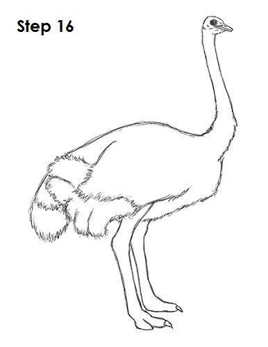 Ostrich Drawing 16 Draw Ostrich 16