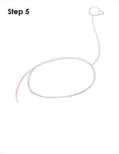 Ostrich Drawing 5 Draw Ostrich 5