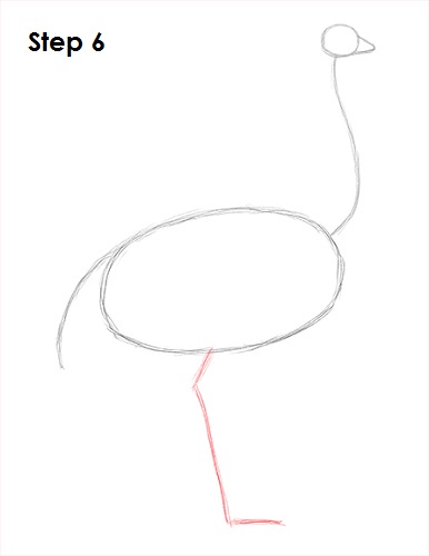 Ostrich Drawing 6 Draw Ostrich 6