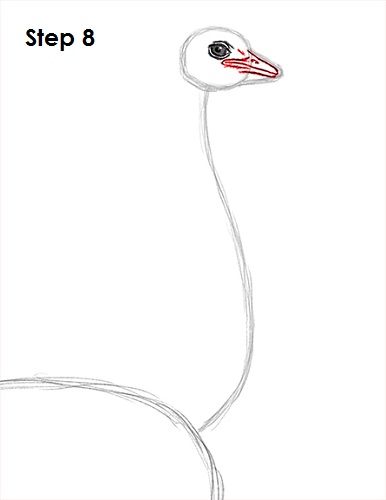 Ostrich Drawing 8 Draw Ostrich 8