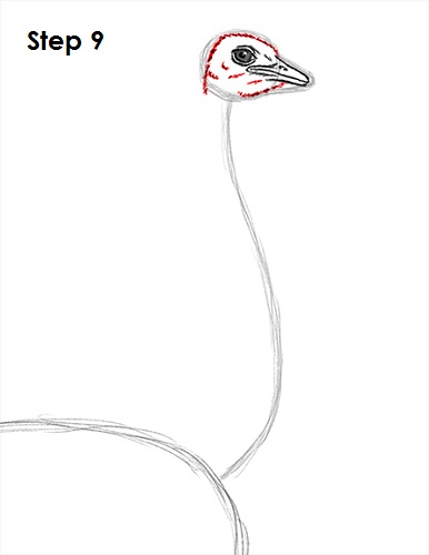 Ostrich Drawing 9 Draw Ostrich 9