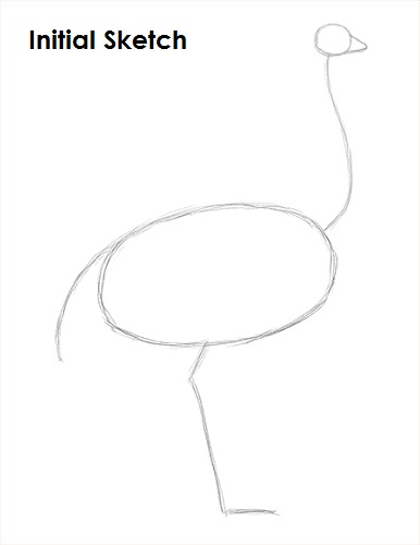 Ostrich Drawing Sketch Draw Ostrich Sketch