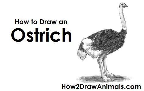 Ostrich Drawing Draw Ostrich