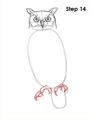 Great Horned Owl Drawing 14 Draw Great Horned Owl 14