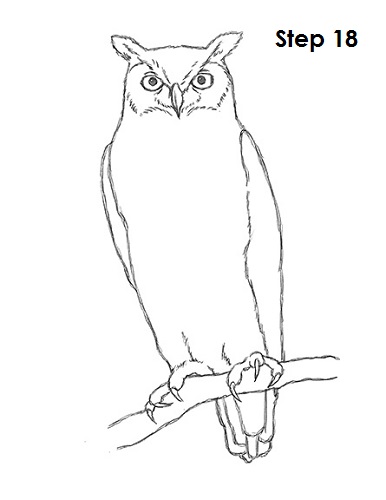 Great Horned Owl Drawing 18 Draw Great Horned Owl 18
