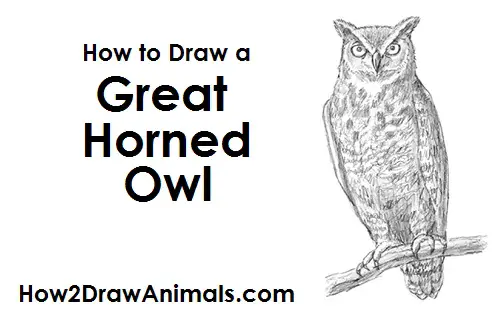 Great Horned Owl Drawing Draw Great Horned Owl