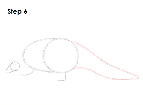 Pangolin Drawing 6 Draw Pangolin 6