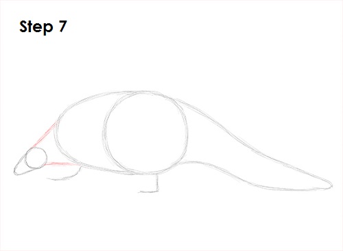 Pangolin Drawing 7 Draw Pangolin 7