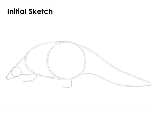 Pangolin Drawing Initial Sketch Draw Pangolin Initial Sketch