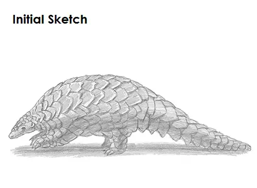 Pangolin Drawing Draw Pangolin