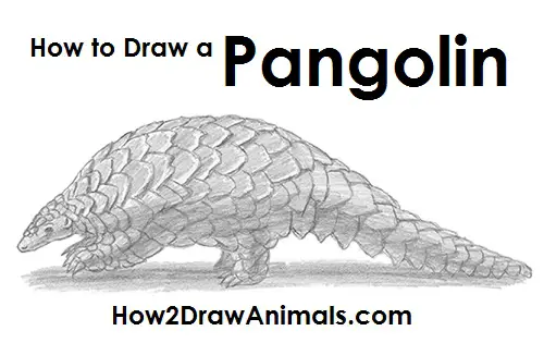Draw an Pangolin Draw Pangolin