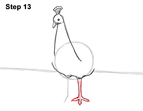 how to draw peacock bird tail train feathers color 13