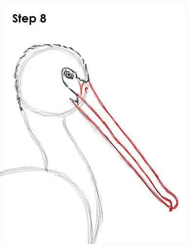Pelican Drawing 8 Draw Pelican 8