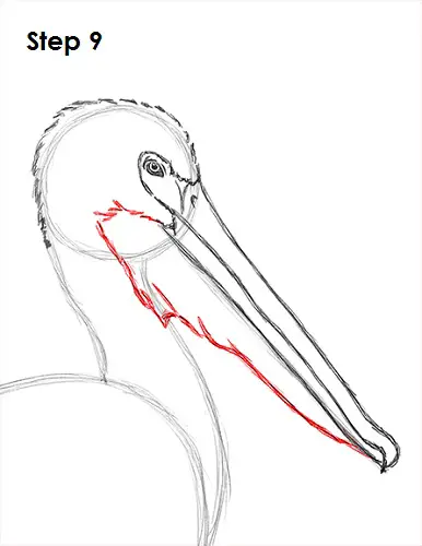 Pelican Drawing 9 Draw Pelican 9