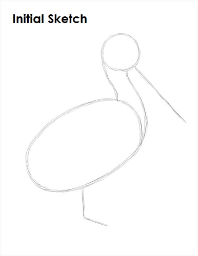 Pelican Drawing Sketch Draw Pelican Sketch