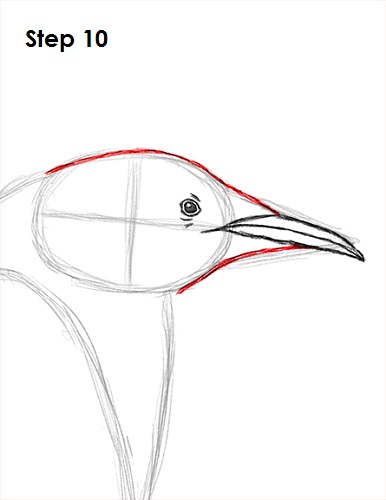 Penguin Drawing 10 Draw Penguin 10