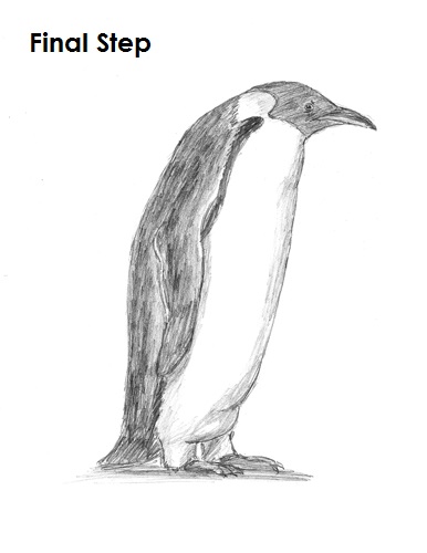 Penguin Drawing Last Draw Penguin Initial