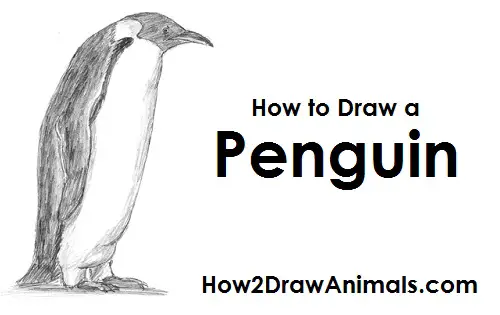Penguin Drawing Draw Penguin