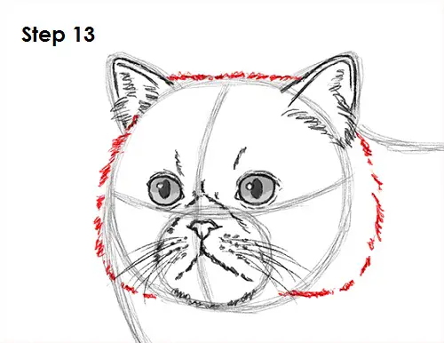 Persian Cat Drawing 13 Draw Persian Cat 13