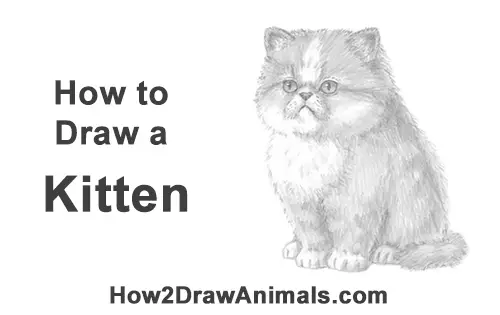 how to draw a persian kitty cat