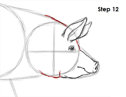Pig Drawing 12 Draw Pig 12