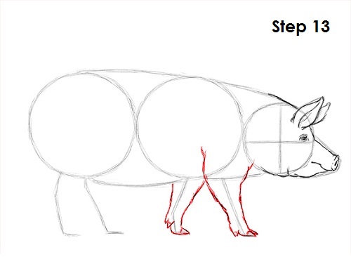 Pig Drawing 13 Draw Pig 13