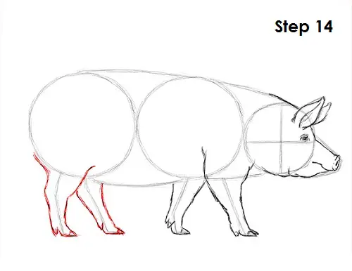 Pig Drawing 14 Draw Pig 14